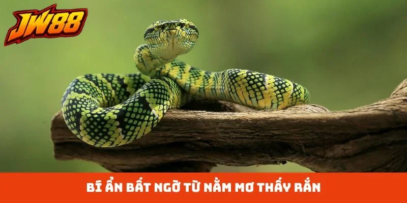 Bí ẩn bất ngờ từ nằm mơ thấy rắn