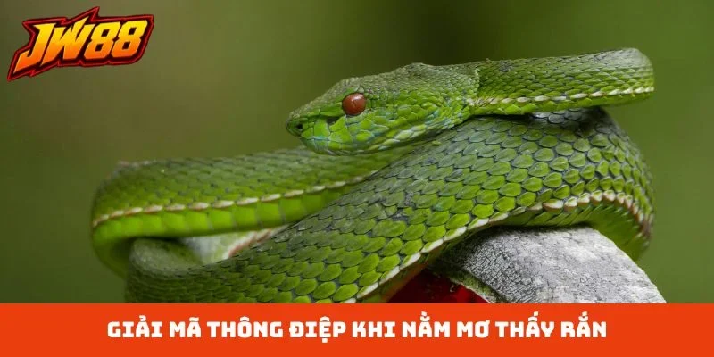 Giải mã thông điệp khi nằm mơ thấy rắn