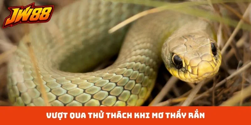Vượt qua thử thách khi mơ thấy rắn